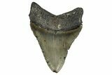Fossil Megalodon Tooth - North Carolina #349382-1